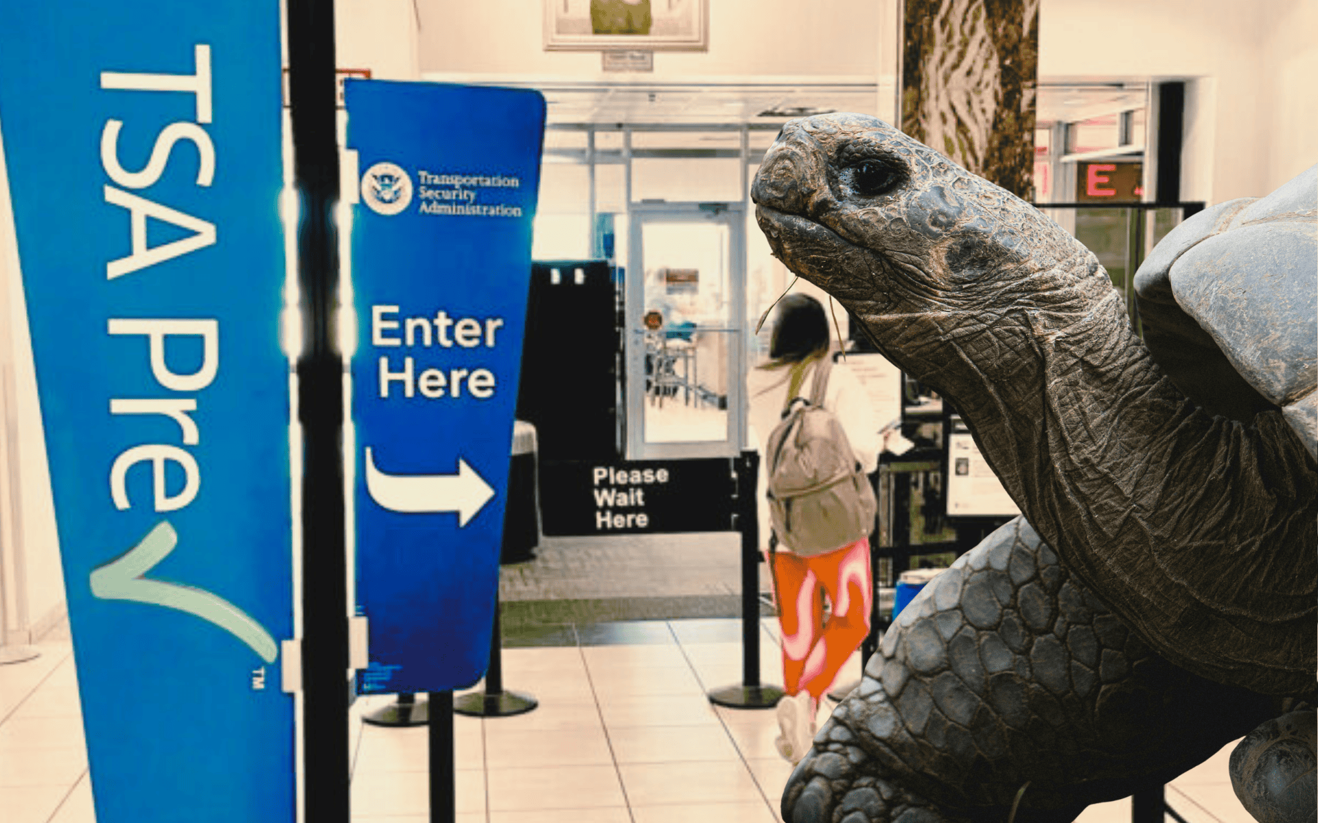 Você já ouviu falar de cobras em um avião. Agora, prepare-se para… Tartarugas de sutiã?