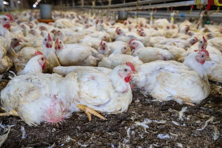 Publicada lei que destina R$ 83,5 milhões para sanidade agropecuária – Notícias