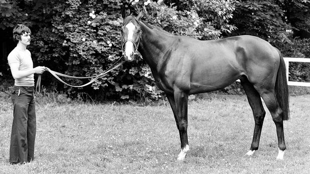 O mistério do cavalo de corrida campeão roubado Shergar