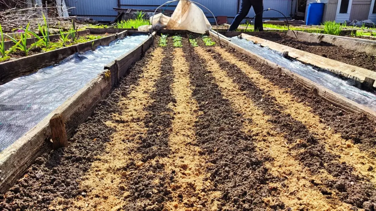 O que plantar em março: as melhores safras do início da primavera