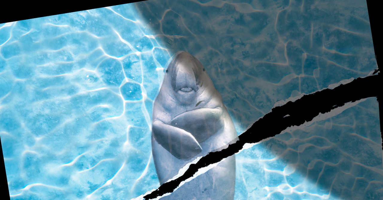 Animais marinhos no Estreito de Ormuz não conseguem cessar-fogo