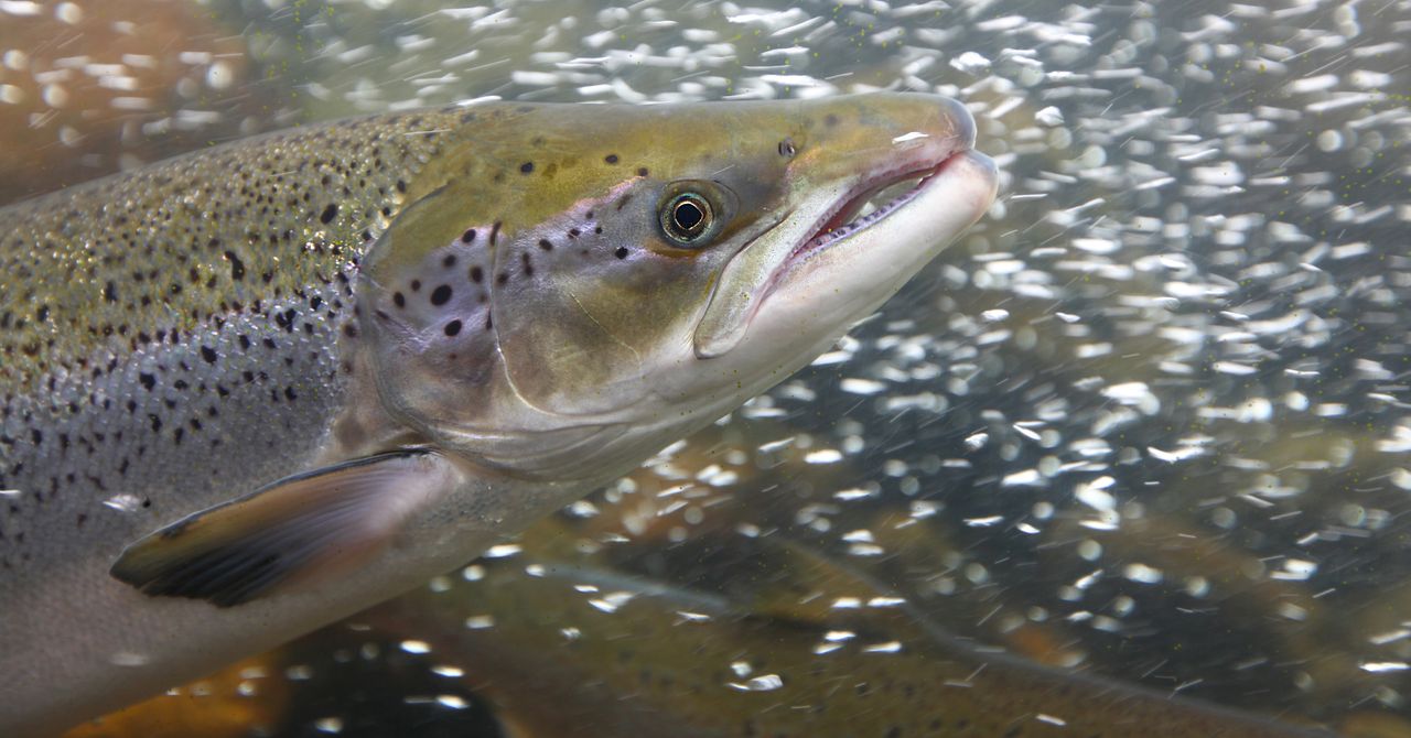 Cientistas deram cocaína ao salmão e você vai acreditar no que aconteceu a seguir