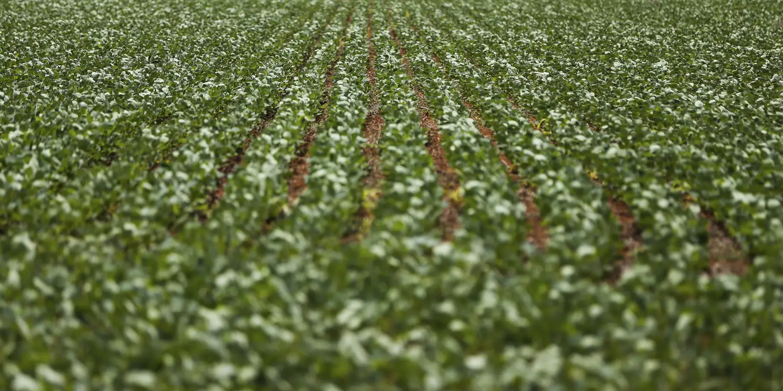 Reunião com bancada do agro termina sem acordo sobre dívidas rurais